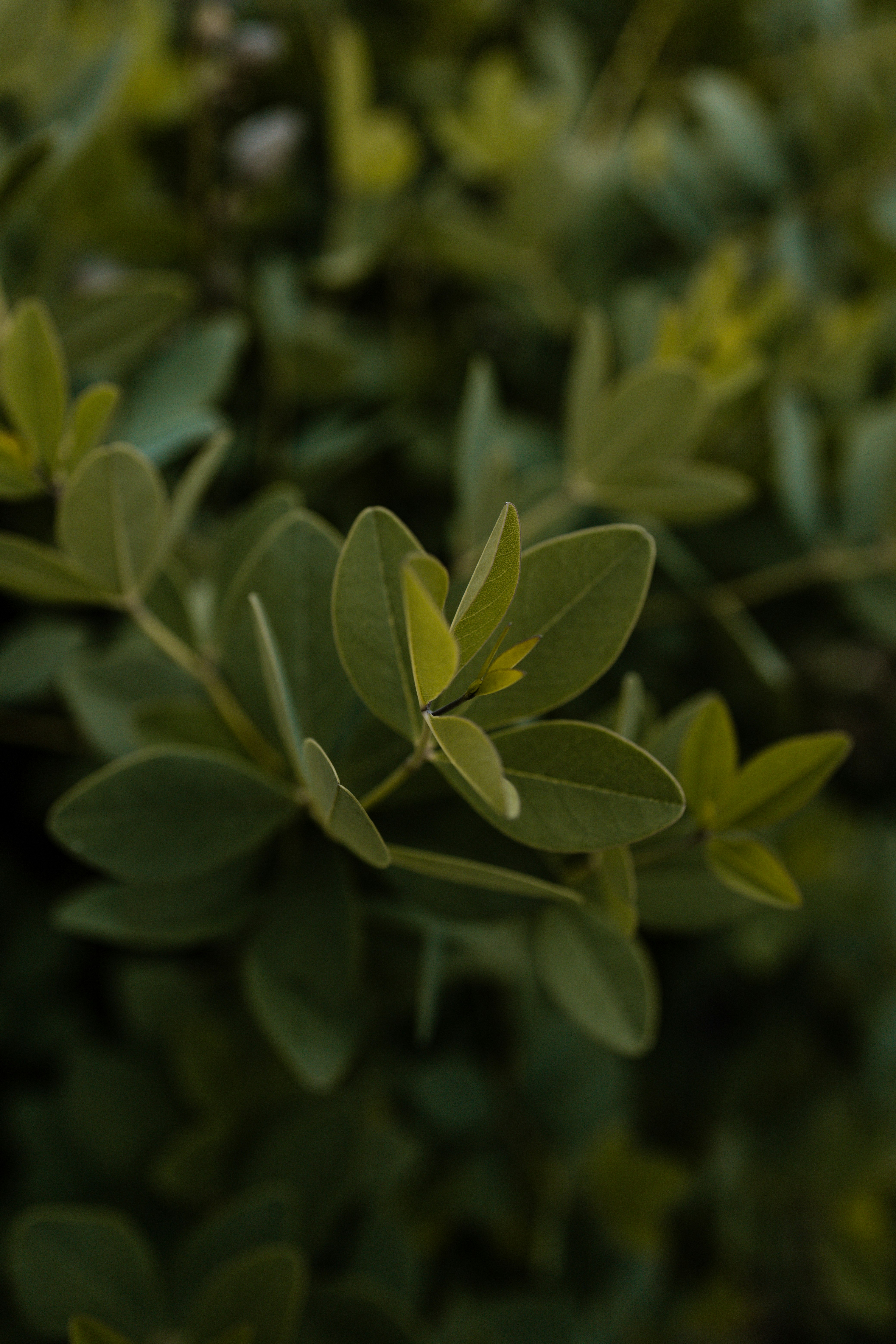 green and yellow leaves in tilt shift lens